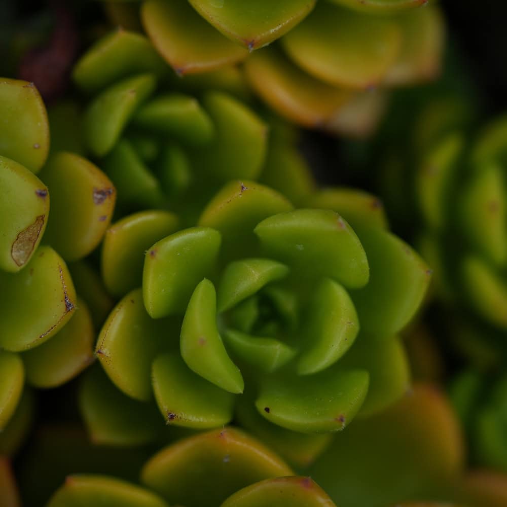 | Titan Wealth International 